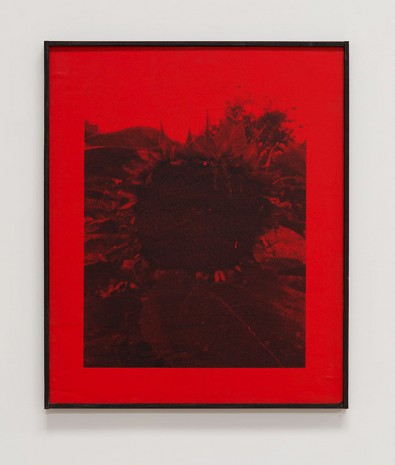 James Herman, Sunflower (red), 2018 , Ibid