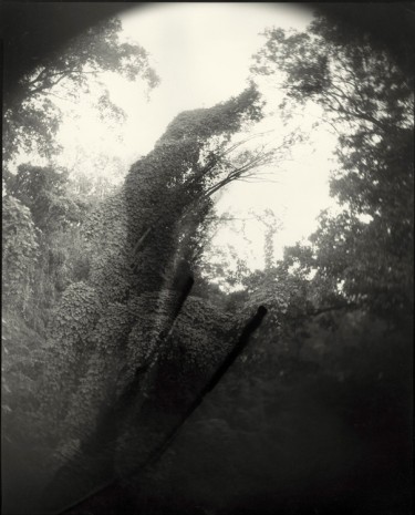 Sally Mann, Deep South, Untitled (Tree with Two Streaks), 1998 , Gagosian