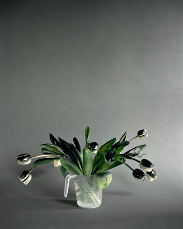 Hanna Liden, Flower painting (white tulips), 2012, Maccarone
