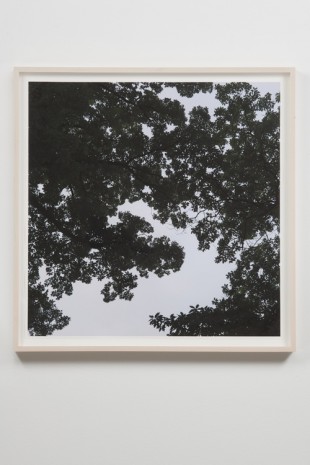 Spencer Finch, Oak Tree, Dawn (when two-dimensions become three-dimensions), 2018, James Cohan Gallery