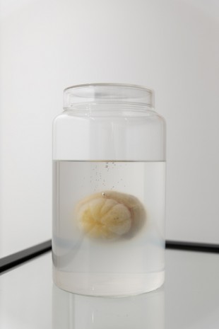 Edith Dekyndt, Laboratory 02 (lemon in jar) 1996 REMAKE n°1, 2019, VNH Gallery