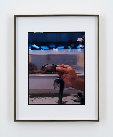Elad Lassry, Untitled (Shark Egg), 2018 , 303 Gallery