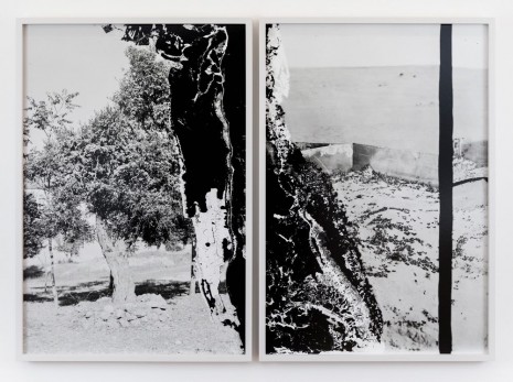 Lisa Oppenheim, Olive Tree and Wall to Stop Locusts, 1915/2019 (Diptych), 2019, The Approach
