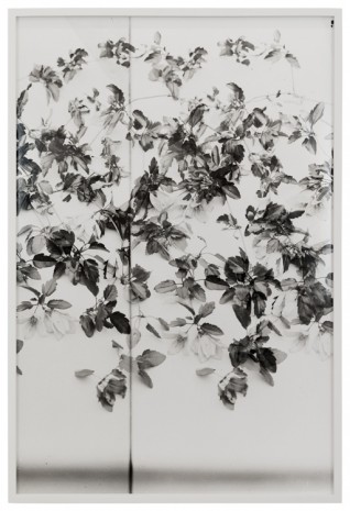 Lisa Oppenheim, Clematis, 1900/2019 (Version II), 2019    , The Approach