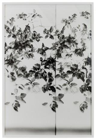 Lisa Oppenheim, Clematis, 1900/2019 (Version III), 2019    , The Approach