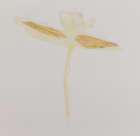 Heidi Bucher, «Title unknown» (Little Dragonfly), 1980 , The Approach
