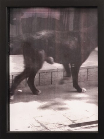 Christopher Wool, Dog, 1992 , Petzel Gallery
