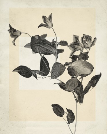 Thomas Ruff, flower.s.02, 2018 , Mai 36 Galerie