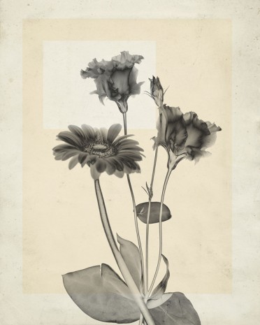 Thomas Ruff, flower.s.22, 2018 , Mai 36 Galerie