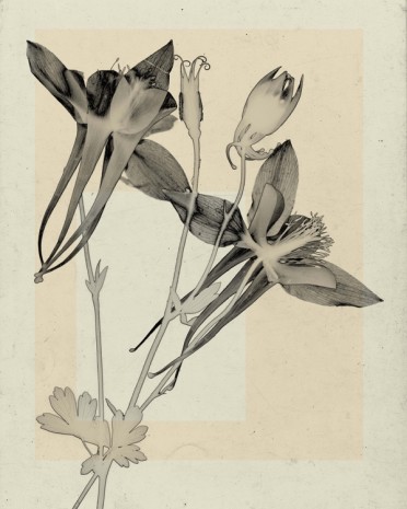 Thomas Ruff, flower.s.07, 2018 , David Zwirner