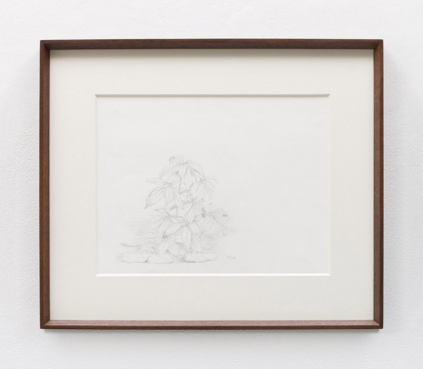 Stephen McKenna , Small plant, 1981 , Kerlin Gallery