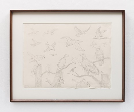Stephen McKenna , Different species of birds, 2013 , Kerlin Gallery