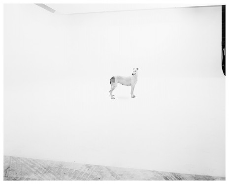 Simon Starling, Pedigree English Greyhound, Valldemossa dell’Attimo Fuggente (Vera) photographed at FourStudio, Mirafiori Car Plant, Turin, 2019, The Modern Institute