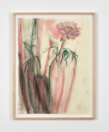 Sabine Moritz, Peony with pink stripes I, 2019, Marian Goodman Gallery