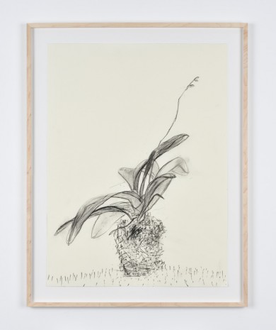 Sabine Moritz, Budding Orchid I, 2019, Marian Goodman Gallery