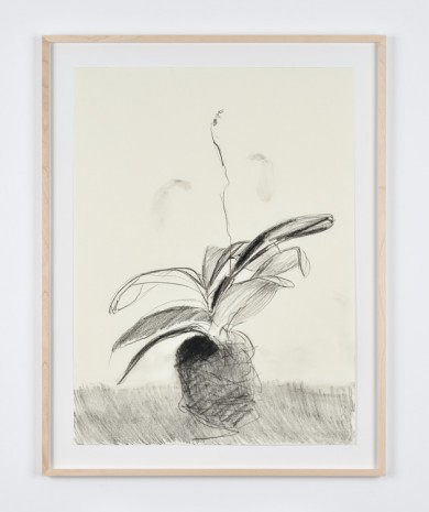 Sabine Moritz, Budding Orchid II, 2019, Marian Goodman Gallery