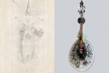 Sawako Goda, Kentaro Kawabata, Chimeras, Nonaka-Hill