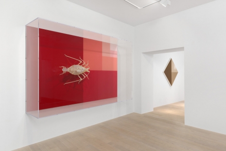 Carsten Höller, Halves, Gagosian