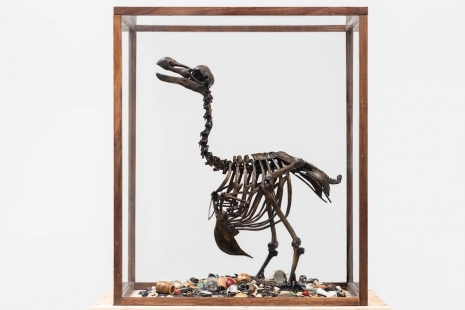 Mark Dion, , Tanya Bonakdar Gallery