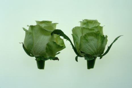 Mathis Altmann, Nina Beier, Marcel Broodthaers, Chiki, Cosima von Bonin..., Pharmakon, Galerie Chantal Crousel