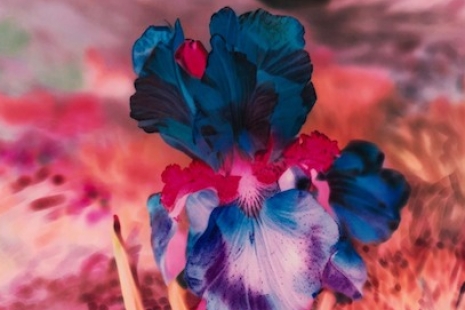 Lisa Oppenheim, Portraits/Hybrids, The Approach