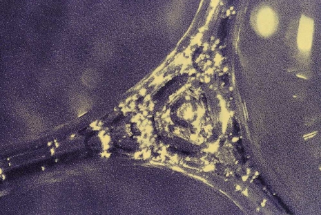 Tauba Auerbach, Easy Assembly, Esther Schipper