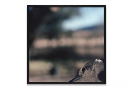 Jean-Luc Mylayne, Reflection, Sprüth Magers
