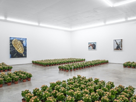 Nina Beier, Torbjørn Rødland, Sam & Sara, STANDARD (OSLO)