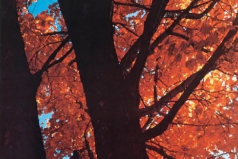 Sherrie Levine, , Galerie Buchholz