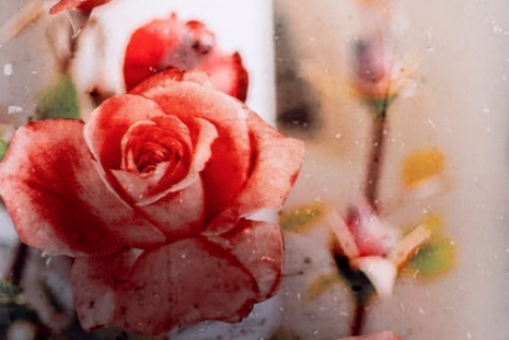T. J. Wilcox, The Rose Garden, Gladstone Gallery