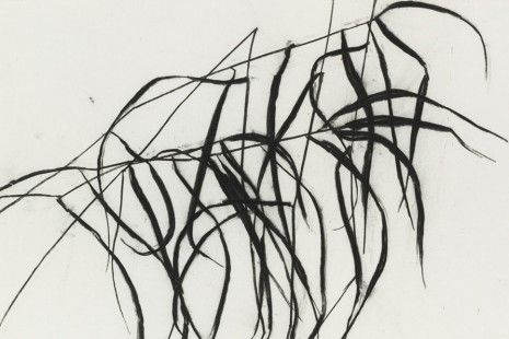 Susan Hartnett, Grass Drawings, Zeno X Gallery